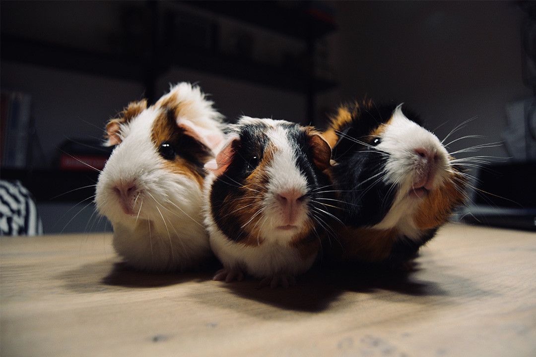 Cavia's