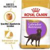 Royal Canin Breed 2x12kg Labrador Retriever Adult Sterilised Hondenvoer online kopen