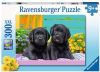 Ravensburger Puzzel 300 Stukjes Xxl Zwarte Labradors online kopen