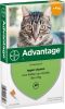 Advantage 2 x 4 Pipetten Â, ®, 40 voor katten van minder dan 4 kg Dubbelpak online kopen
