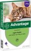 Advantage 2 x 4 Pipetten &#xC2, &#xAE, 80 voor katten vanaf 4 kg Dubbelpak online kopen