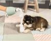 Beeztees Puppy Touwtrekker Pullina Hondenspeelgoed 50x10x10 cm Groen online kopen