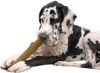 Petstages Dogwood Stick Bruin Hondenspeelgoed Medium online kopen