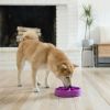 Outward Hound Anti schrokbak voor honden Slo Bowl mini paars online kopen