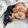 Snuggle Puppy Hondenknuffel met hartslag biscuitbruin online kopen