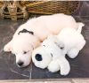 Snuggle Puppy Hondenknuffel met hartslag blond online kopen