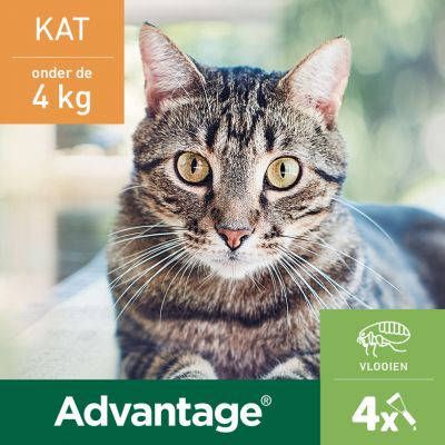 Advantage 2 x 4 Pipetten Â, ®, 40 voor katten van minder dan 4 kg Dubbelpak online kopen
