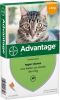 Advantage 2 x 4 Pipetten Â, ®, 40 voor katten van minder dan 4 kg Dubbelpak online kopen