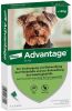 Advantage 2 x 4 Pipetten Â, ®, 40 voor honden van minder dan 4 kg Dubbelpak online kopen